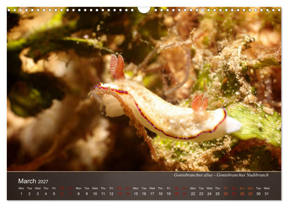Nudibranchs on the ocean floor (CALVENDO Monthly Calendar 2027)
