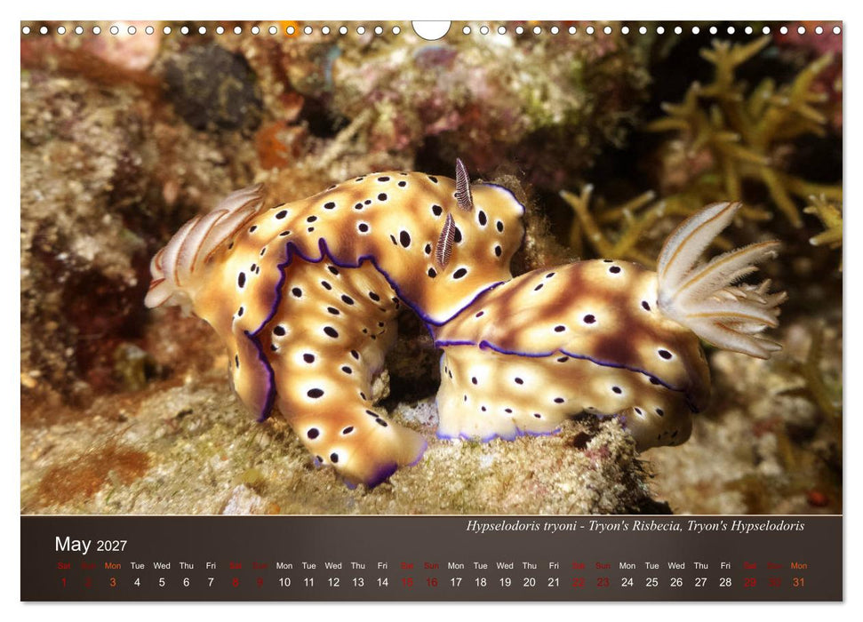 Nudibranchs on the ocean floor (CALVENDO Monthly Calendar 2027)