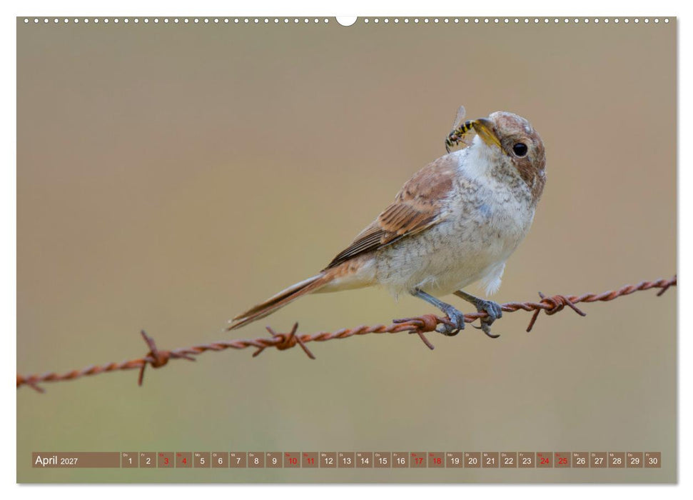 Geliebtes Federvieh (CALVENDO Wandkalender 2027)