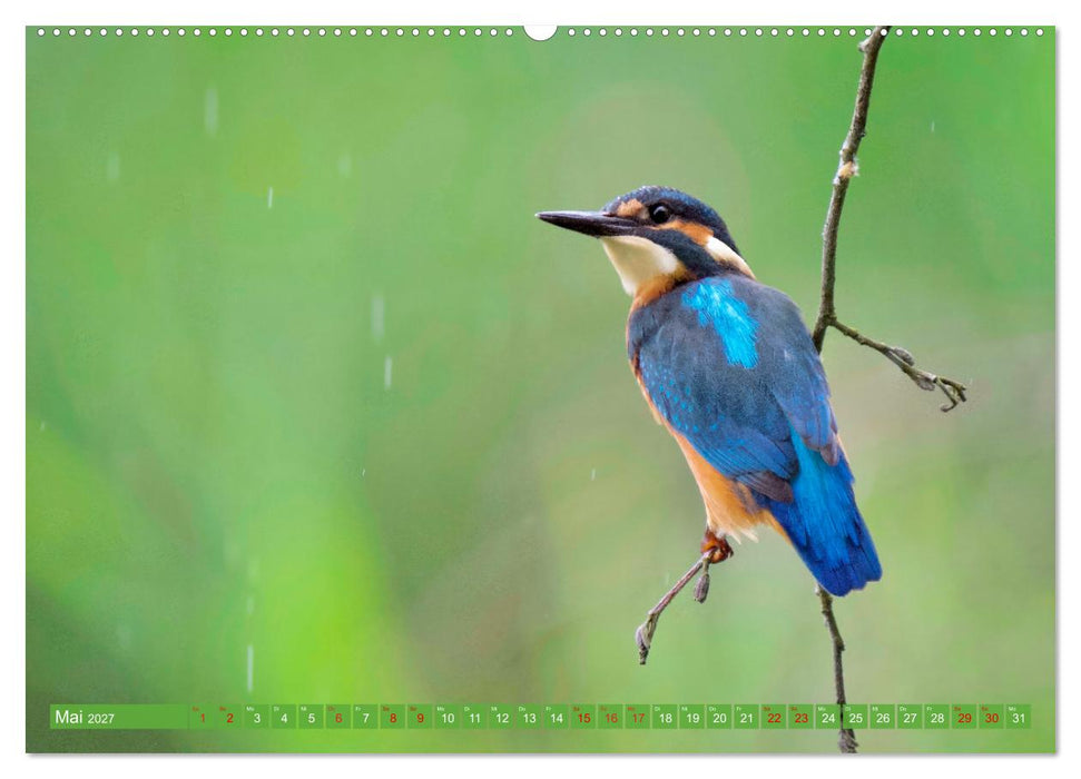 Geliebtes Federvieh (CALVENDO Wandkalender 2027)