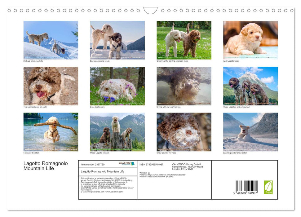 Lagotto Romagnolo Mountain Life (CALVENDO Monthly Calendar 2027)