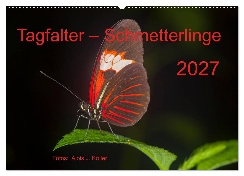 Tagfalter Schmetterlinge (CALVENDO Wandkalender 2027)