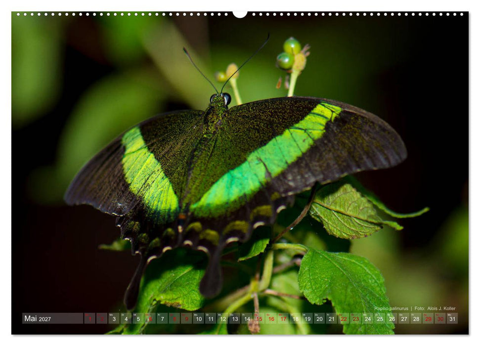 Tagfalter Schmetterlinge (CALVENDO Wandkalender 2027)