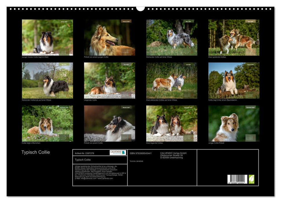 Typisch Collie (CALVENDO Wandkalender 2027)