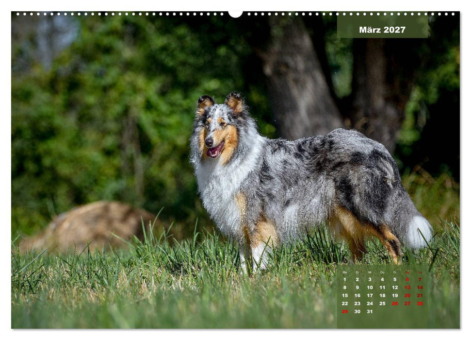 Typisch Collie (CALVENDO Wandkalender 2027)