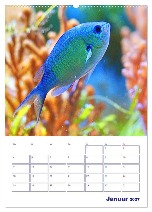 Bunte Meereswelten (CALVENDO Wandkalender 2027)