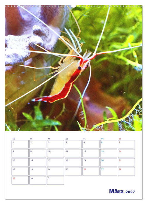 Bunte Meereswelten (CALVENDO Wandkalender 2027)