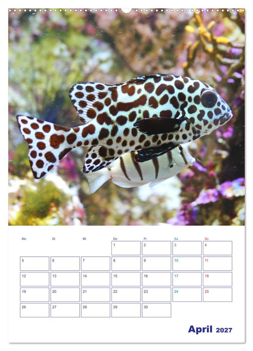 Bunte Meereswelten (CALVENDO Wandkalender 2027)