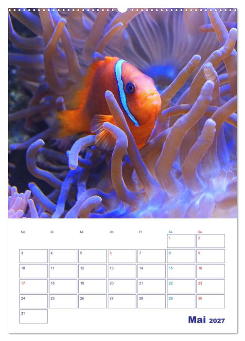 Bunte Meereswelten (CALVENDO Wandkalender 2027)