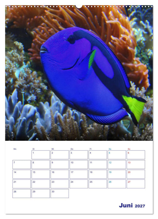Bunte Meereswelten (CALVENDO Wandkalender 2027)