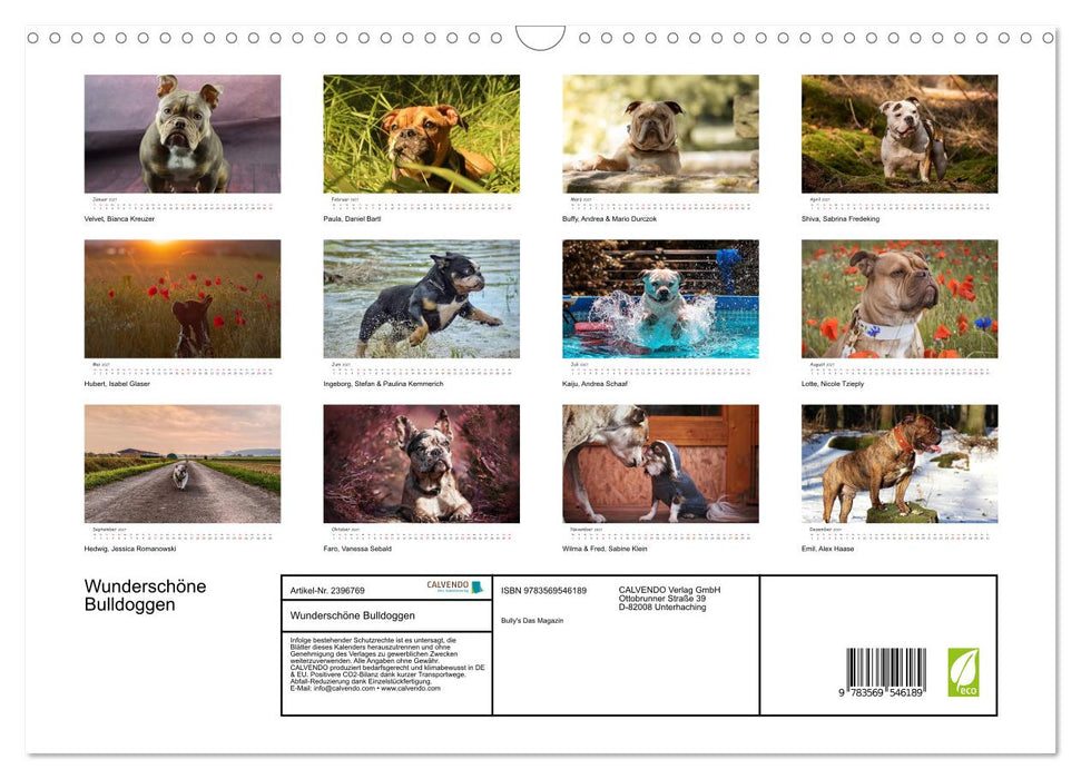 Wunderschöne Bulldoggen (CALVENDO Wandkalender 2027)