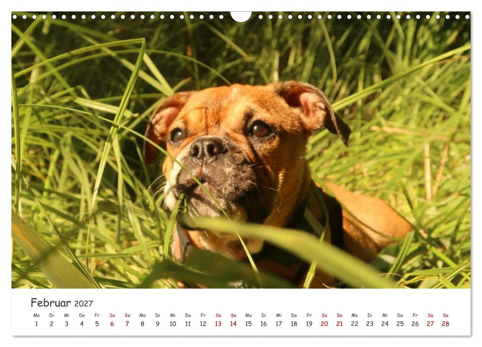 Wunderschöne Bulldoggen (CALVENDO Wandkalender 2027)