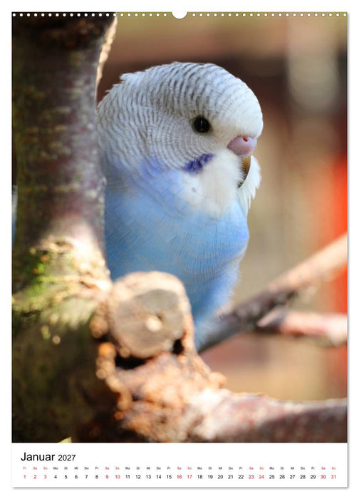 Der Wellensittich - Mein Lieblingsvogel (CALVENDO Premium Wandkalender 2027)