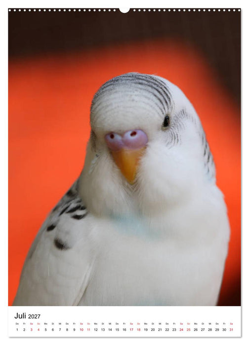 Der Wellensittich - Mein Lieblingsvogel (CALVENDO Premium Wandkalender 2027)