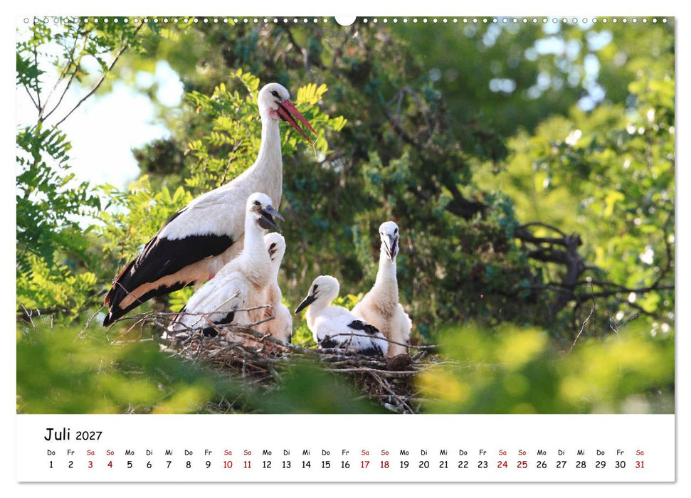 Tierkinder in freier Wildbahn (CALVENDO Premium Wandkalender 2027)
