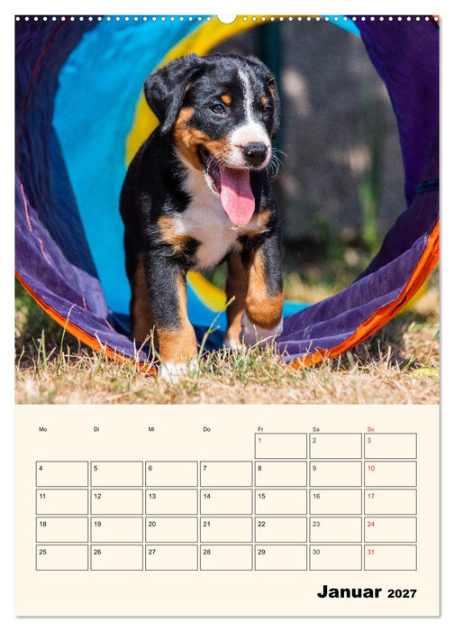 Appenzeller Sennenhund - Mit Plan durch das Jahr (CALVENDO Wandkalender 2027)