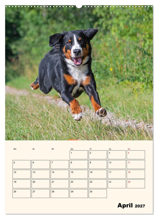 Appenzeller Sennenhund - Mit Plan durch das Jahr (CALVENDO Wandkalender 2027)