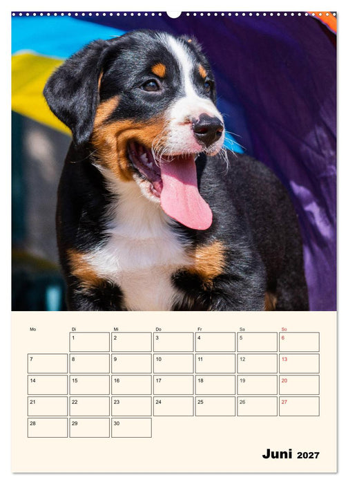 Appenzeller Sennenhund - Mit Plan durch das Jahr (CALVENDO Wandkalender 2027)