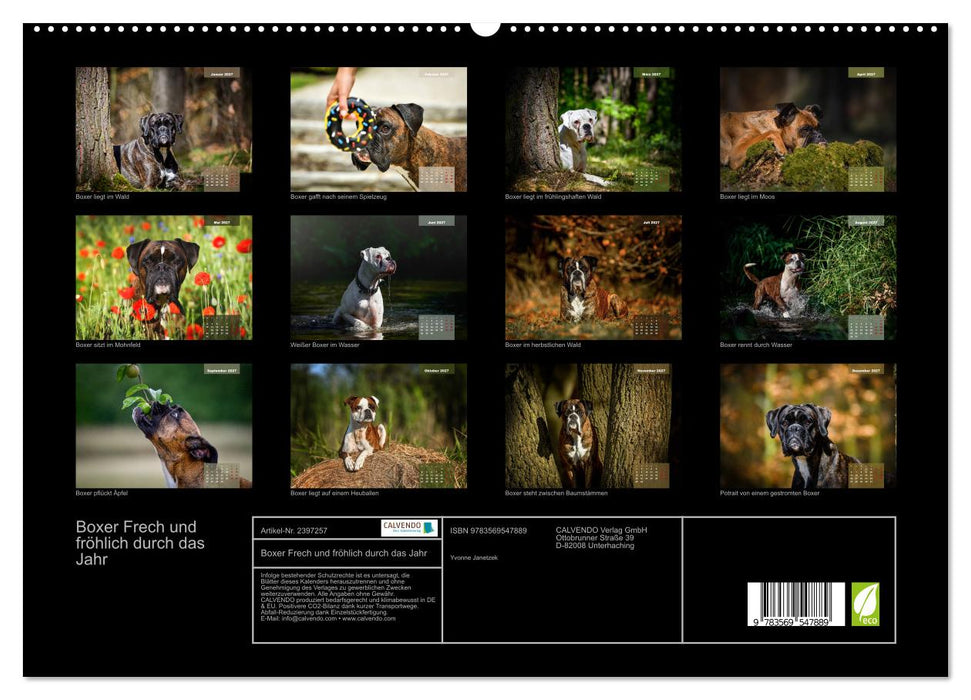Boxer Frech und fröhlich durch das Jahr (CALVENDO Premium Wandkalender 2027)