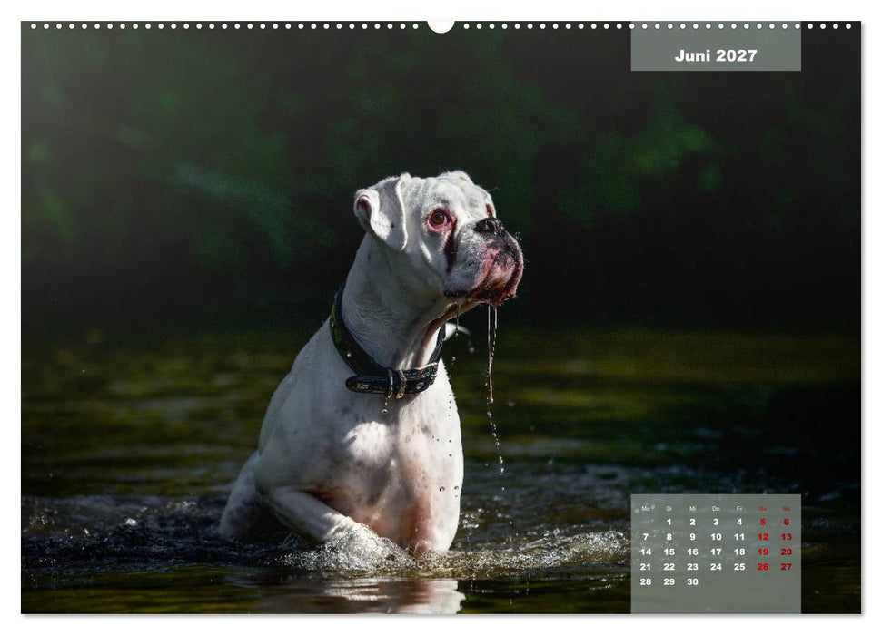 Boxer Frech und fröhlich durch das Jahr (CALVENDO Premium Wandkalender 2027)