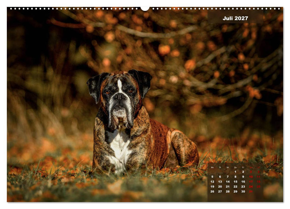 Boxer Frech und fröhlich durch das Jahr (CALVENDO Premium Wandkalender 2027)