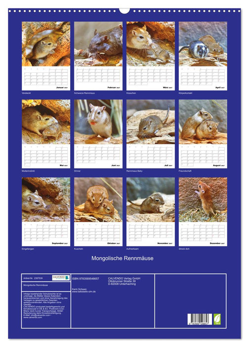 Mongolische Rennmäuse (CALVENDO Wandkalender 2027)