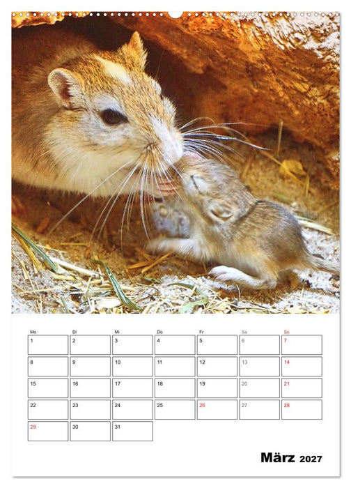 Mongolische Rennmäuse (CALVENDO Wandkalender 2027)