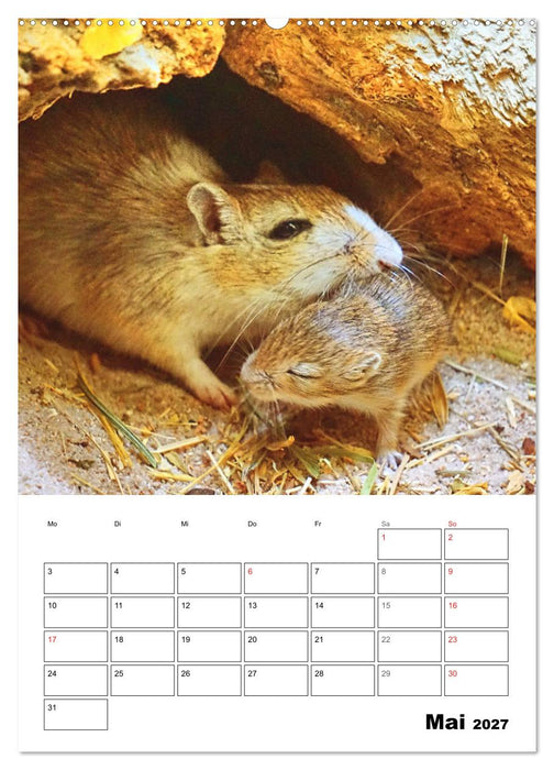 Mongolische Rennmäuse (CALVENDO Wandkalender 2027)