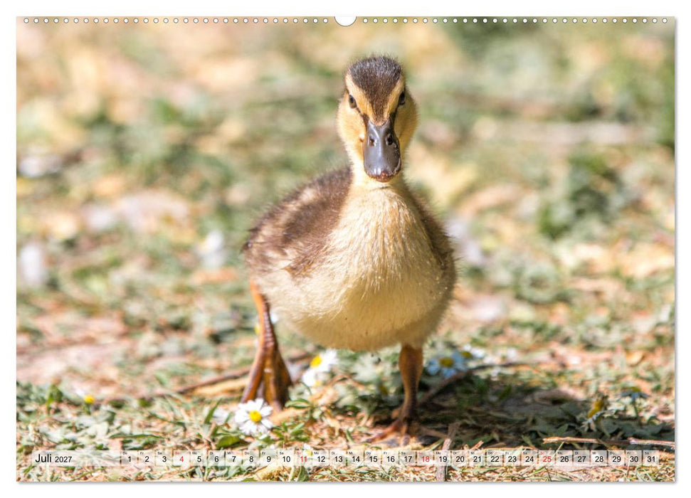 Wunderschöne Stockenten - Europäische Wasservögel (CALVENDO Premium Wandkalender 2027)
