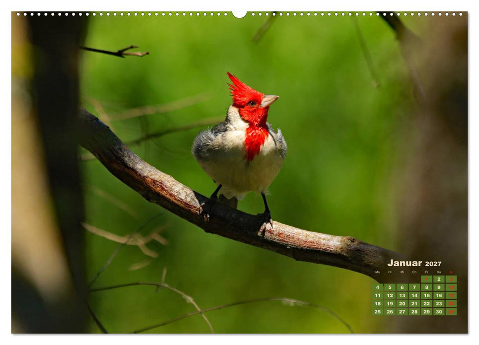 Farbenfrohe Vogelwelt (CALVENDO Premium Wandkalender 2027)