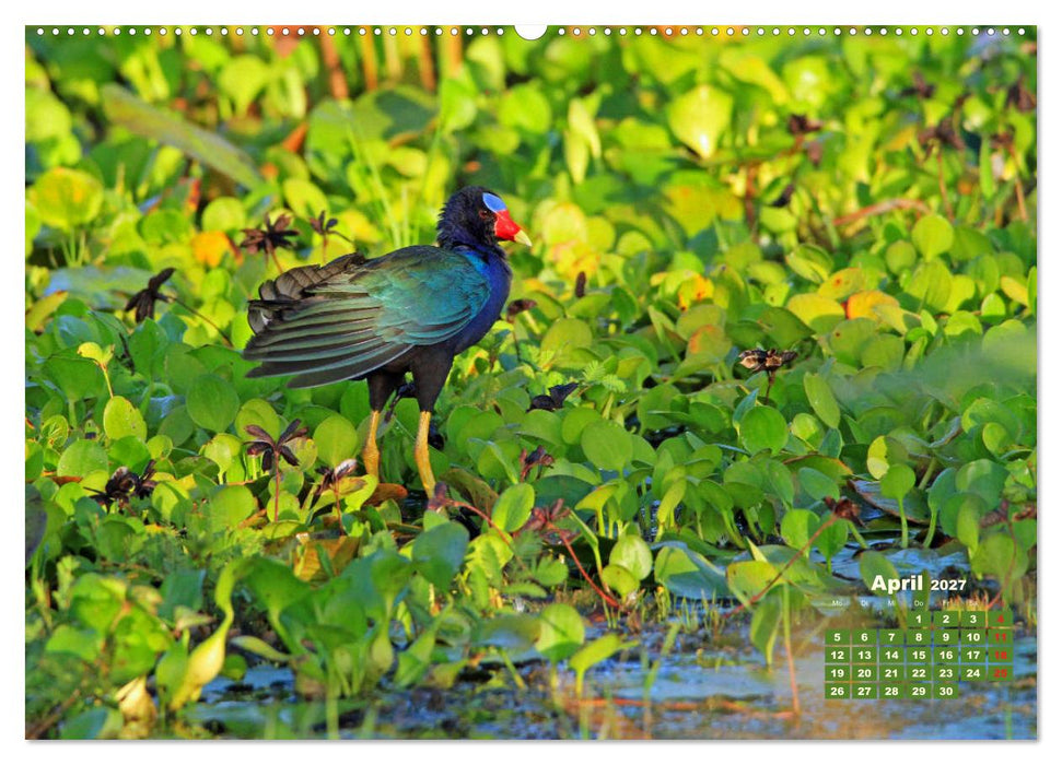 Farbenfrohe Vogelwelt (CALVENDO Premium Wandkalender 2027)