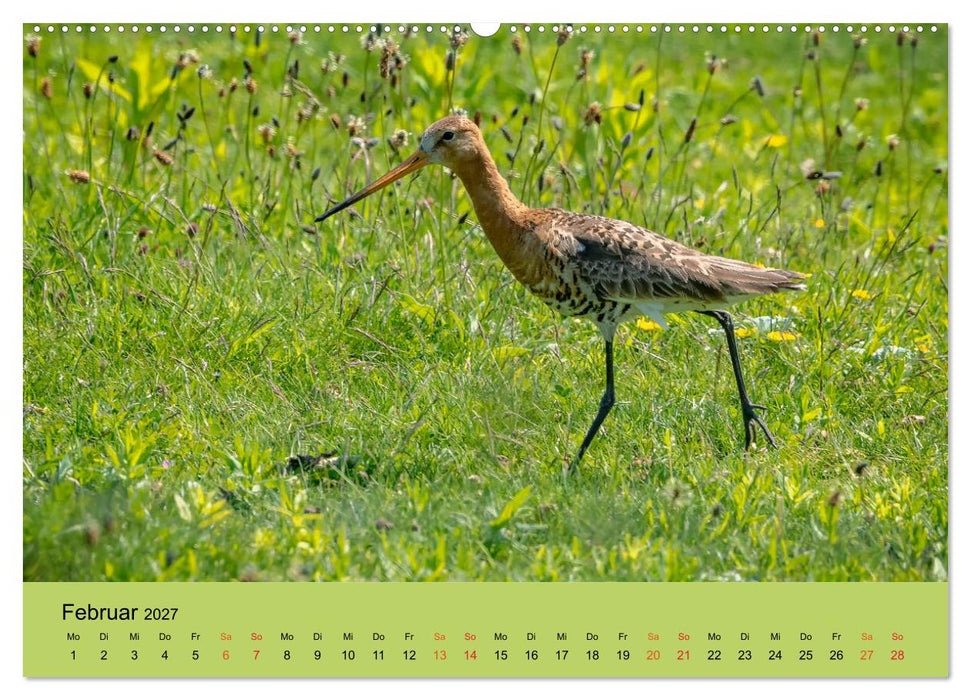 Limikolen - Watvögel am norddeutschen Wattenmeer (CALVENDO Wandkalender 2027)
