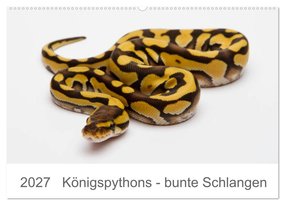 Königspythons - bunte Schlangen (CALVENDO Wandkalender 2027)