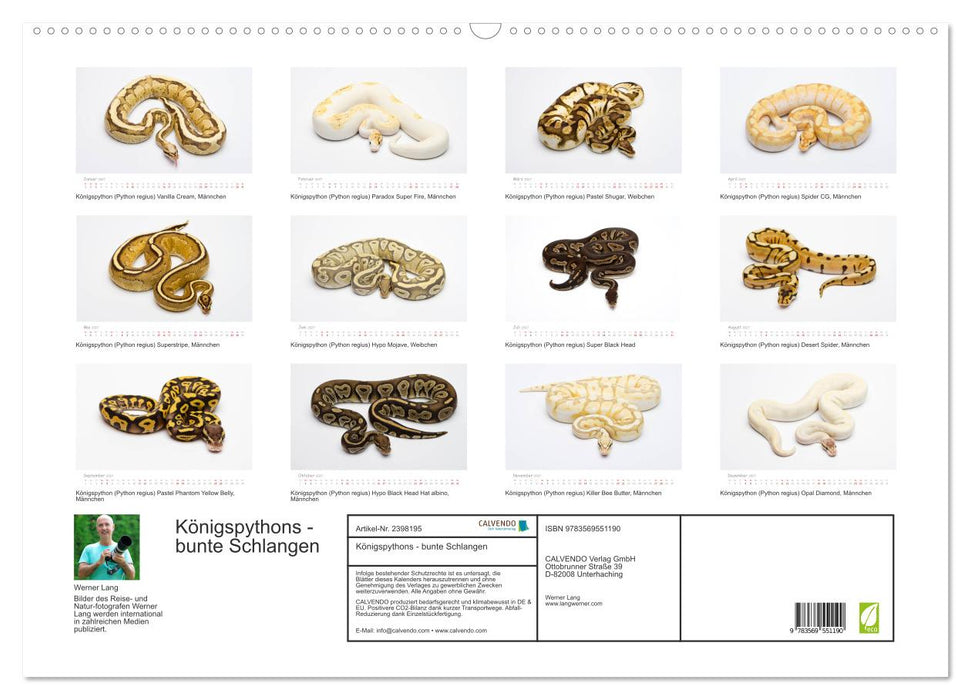 Königspythons - bunte Schlangen (CALVENDO Wandkalender 2027)