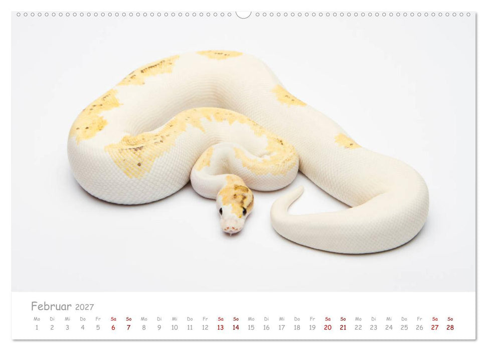 Königspythons - bunte Schlangen (CALVENDO Wandkalender 2027)