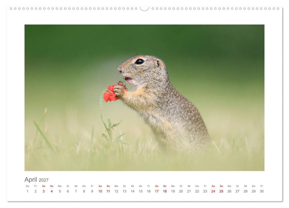 Lustige Zieselbabys (CALVENDO Wandkalender 2027)
