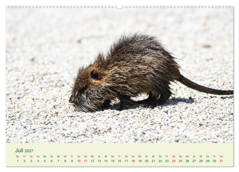 NUTRIAS - Pelzige Gesellen (CALVENDO Premium Wandkalender 2027)