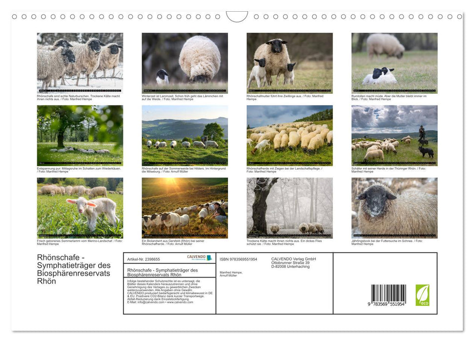 Rhönschafe - Symphatieträger des Biosphärenreservats Rhön (CALVENDO Wandkalender 2027)