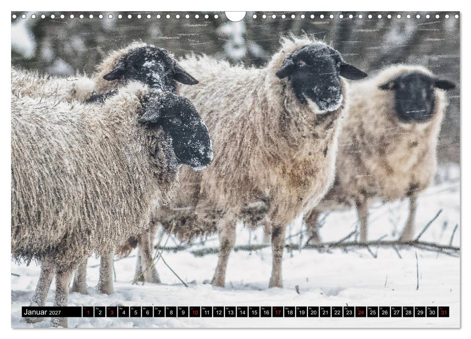 Rhönschafe - Symphatieträger des Biosphärenreservats Rhön (CALVENDO Wandkalender 2027)