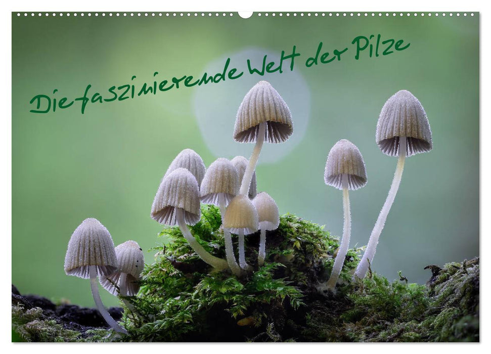 Die faszinierende Welt der Pilze (CALVENDO Wandkalender 2027)