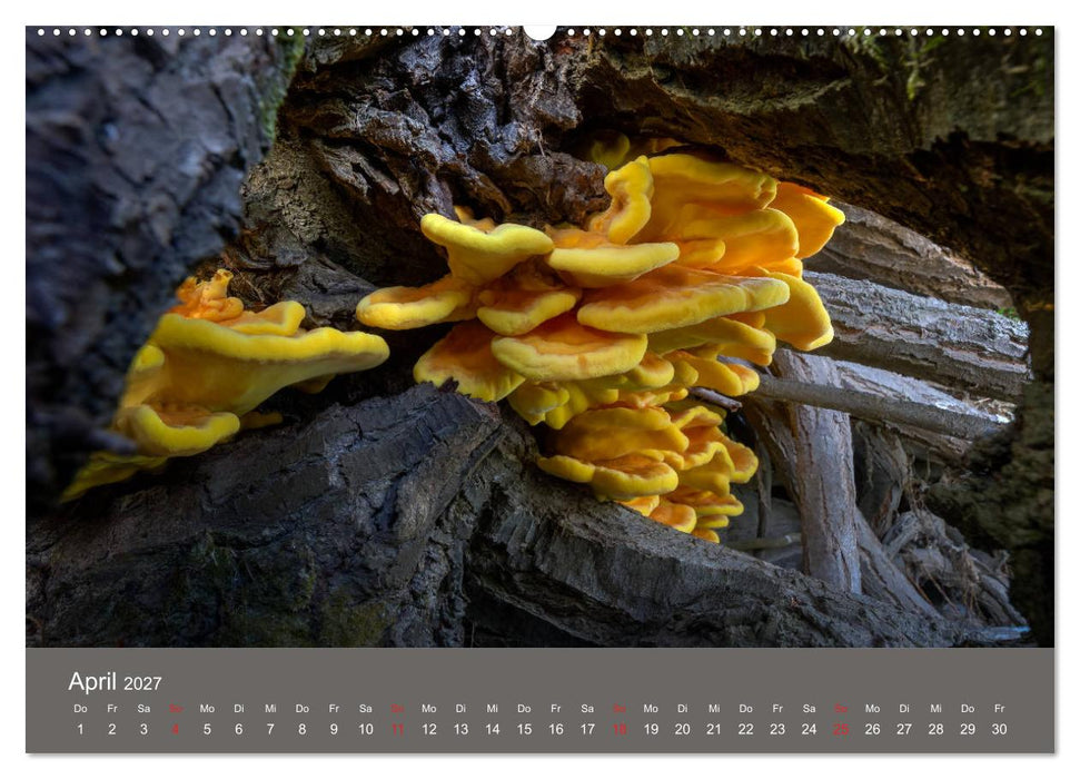 Die faszinierende Welt der Pilze (CALVENDO Wandkalender 2027)