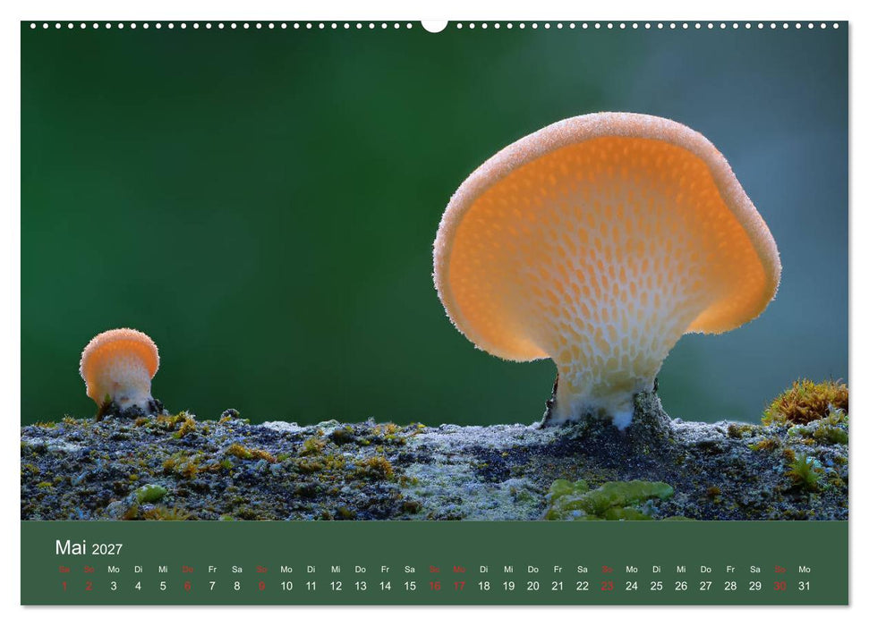 Die faszinierende Welt der Pilze (CALVENDO Wandkalender 2027)