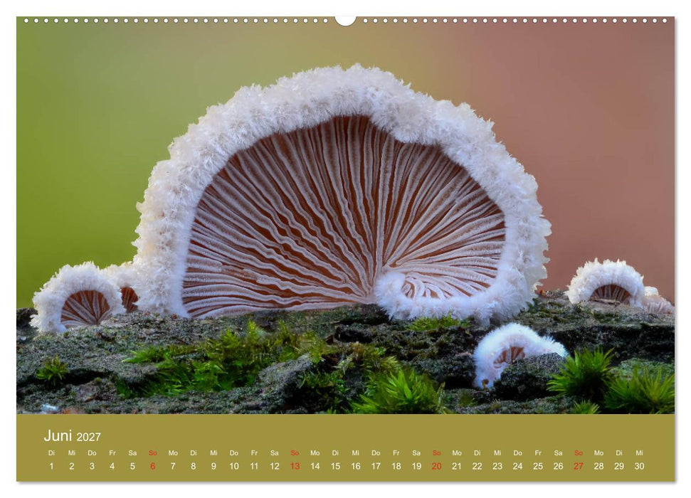 Die faszinierende Welt der Pilze (CALVENDO Wandkalender 2027)