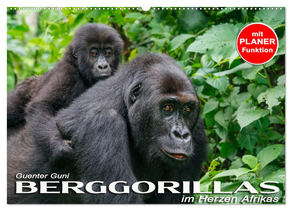 Berggorillas im Herzen Afrikas (CALVENDO Wandkalender 2027)