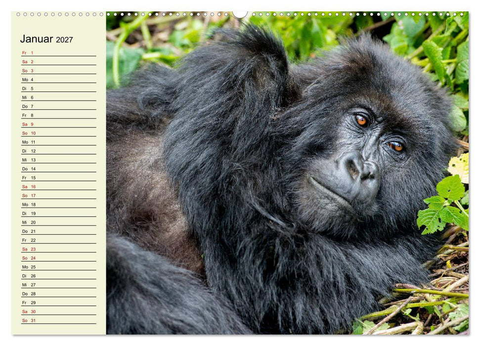 Berggorillas im Herzen Afrikas (CALVENDO Wandkalender 2027)