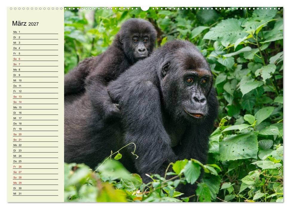 Berggorillas im Herzen Afrikas (CALVENDO Wandkalender 2027)