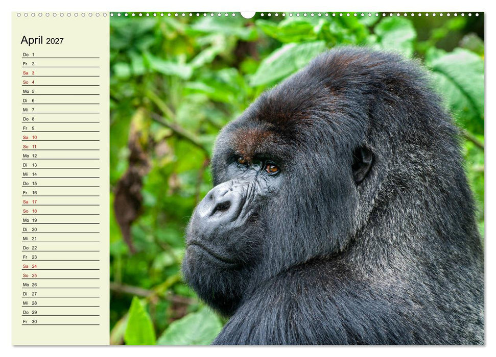 Berggorillas im Herzen Afrikas (CALVENDO Wandkalender 2027)
