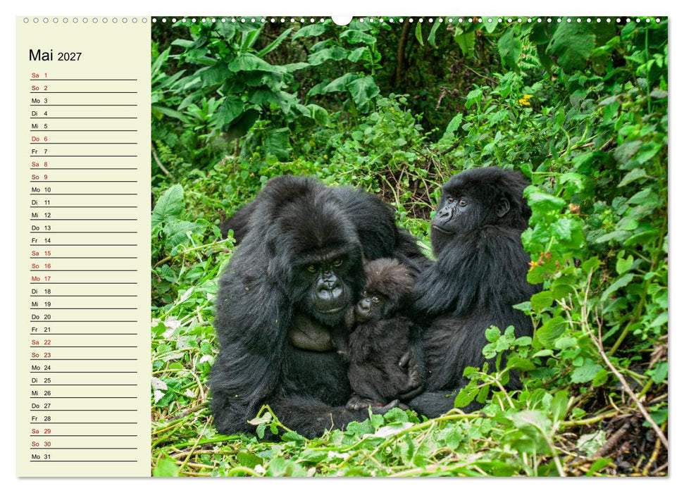 Berggorillas im Herzen Afrikas (CALVENDO Wandkalender 2027)