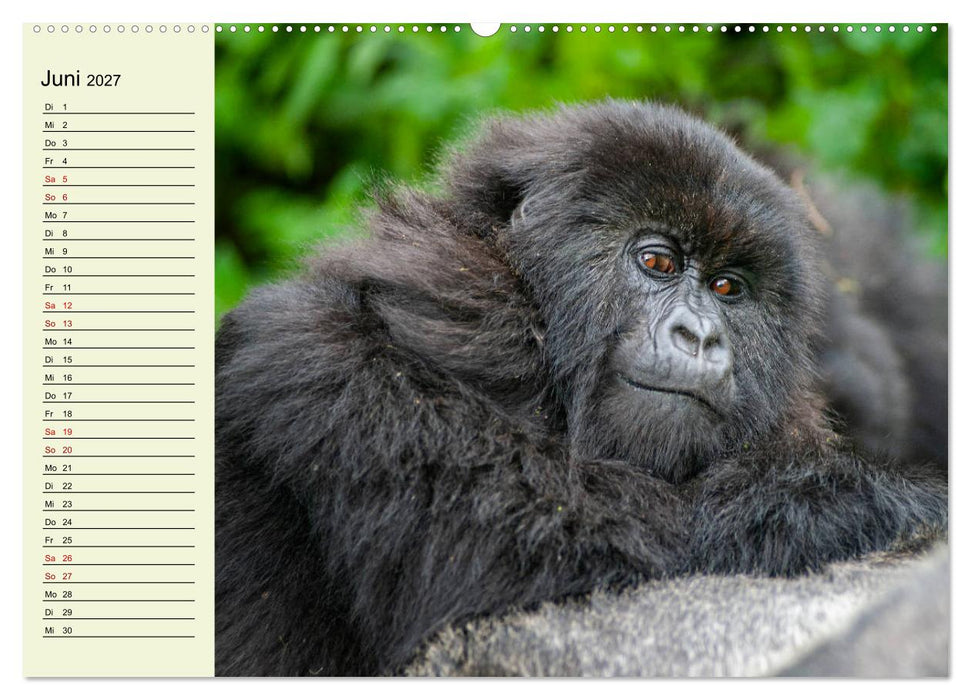 Berggorillas im Herzen Afrikas (CALVENDO Wandkalender 2027)