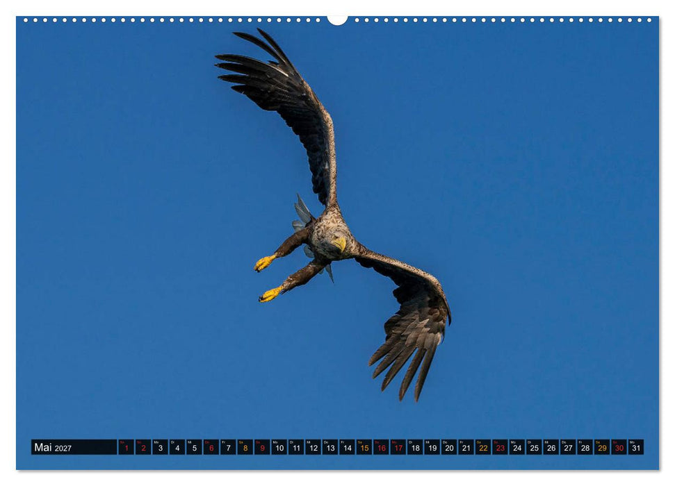 DER SEEADLER Ein Portrait des größten Greifvogels Mitteleuropas (CALVENDO Premium Wandkalender 2027)